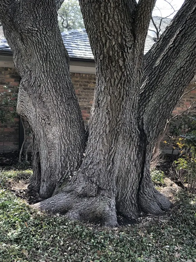 Mature heritage tree close to a Tinley Park property cared for by certified arborists